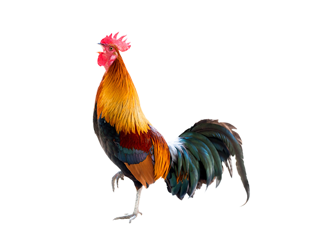 Gefl&uuml;geleinstreu